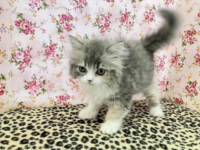 ハーフ猫