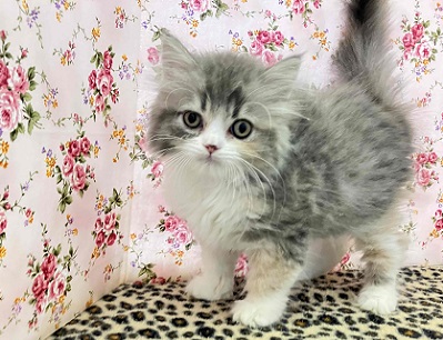 ハーフ猫