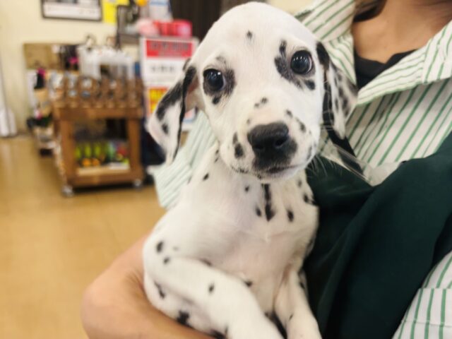 ダルメシアン