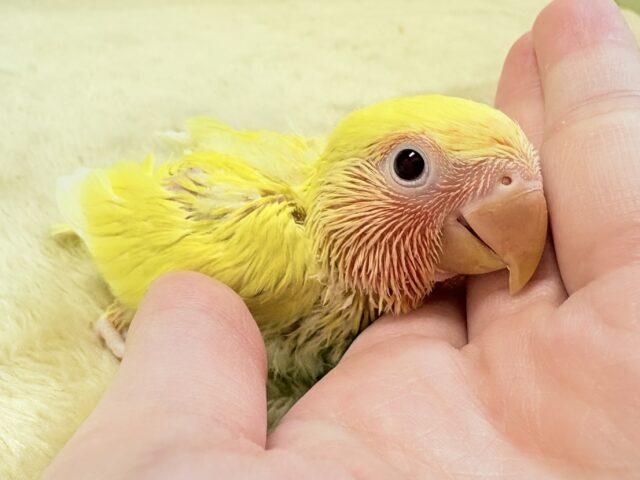 血色のいい赤いお顔🍒❤️コザクラインコちゃん‼️(ルチノー)ヒナ