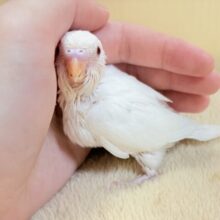 麗しき赤い瞳と純白ボディ☁️🪽❤️🌹セキセイインコ(アルビノ)ヒナ