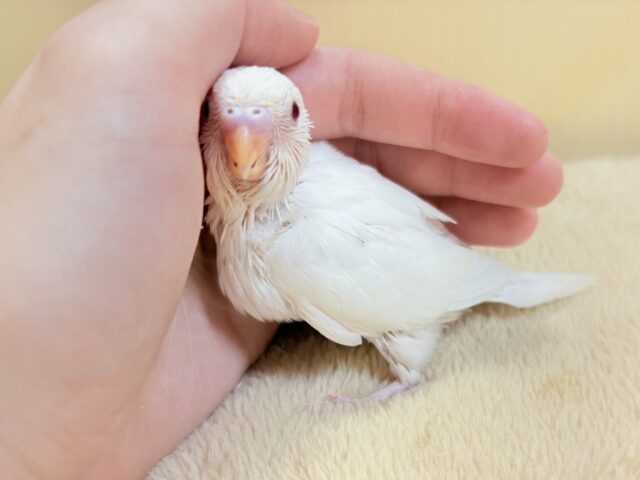 麗しき赤い瞳と純白ボディ☁️🪽❤️🌹セキセイインコ(アルビノ)ヒナ