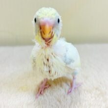 ふんわり可愛いパステルカラー🩵‎🤍💛セキセイインコ(パステル系)ヒナ