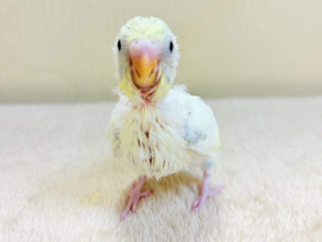 ふんわり可愛いパステルカラー🩵‎🤍💛セキセイインコ(パステル系)ヒナ