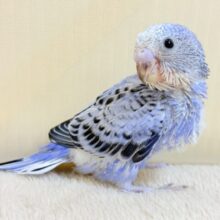 健やかに成長するよ‼️セキセイインコ🦋🌧(オパーリン)ヒナ