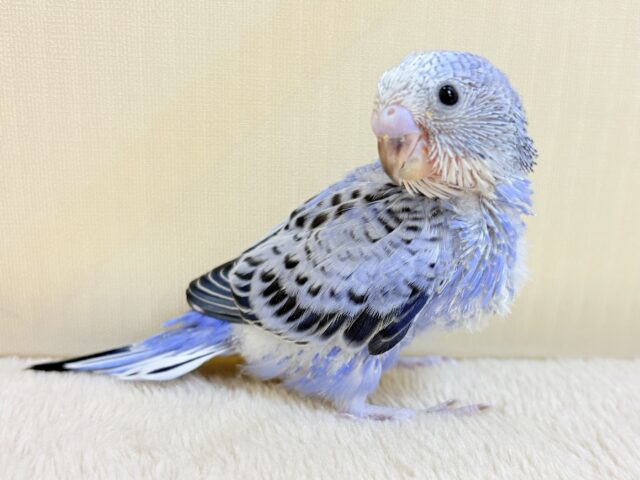 健やかに成長するよ‼️セキセイインコ🦋🌧(オパーリン)ヒナ