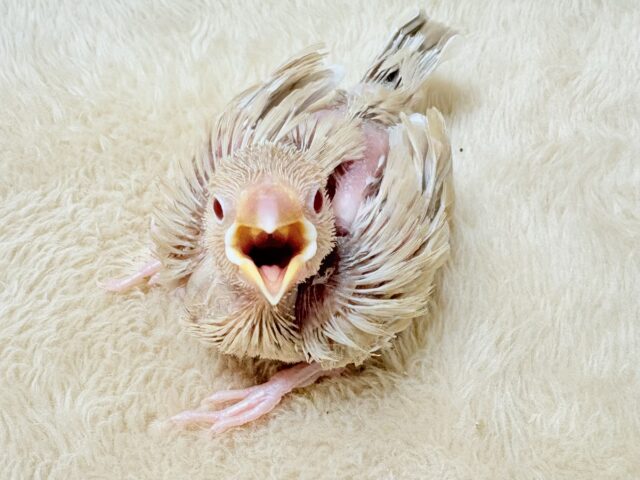 シナモン文鳥
