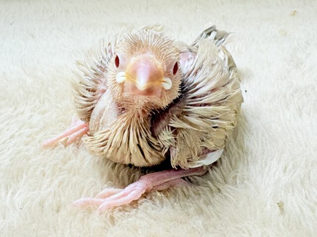 シナモン文鳥