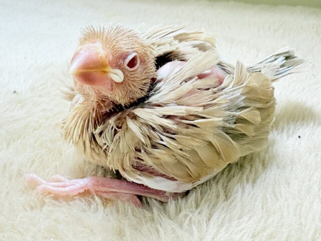 シナモン文鳥