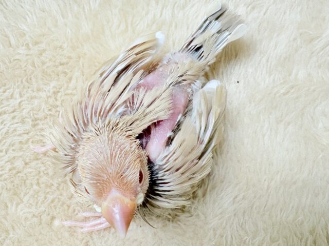 シナモン文鳥