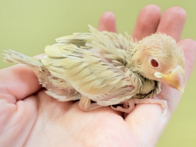 シナモン文鳥