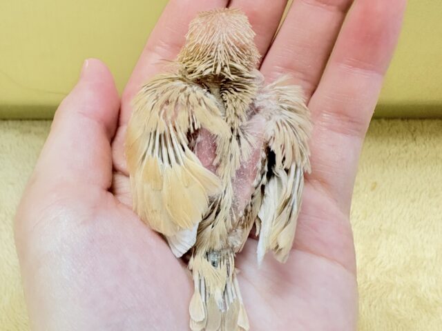 シナモン文鳥