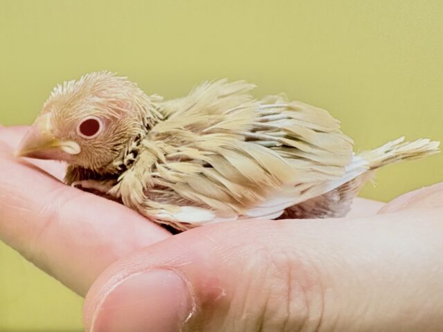 シナモン文鳥
