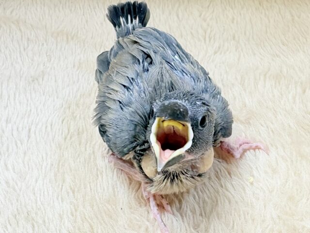 桜文鳥