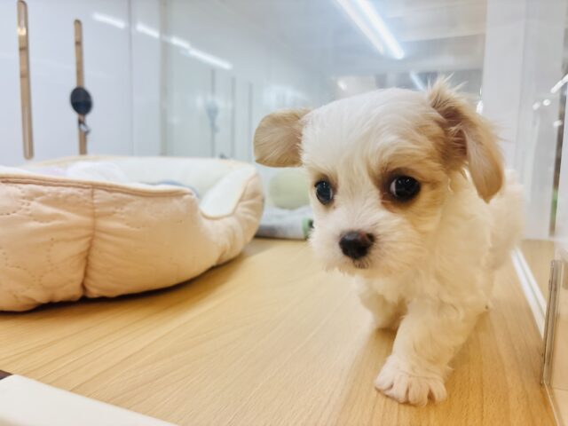 キャバション