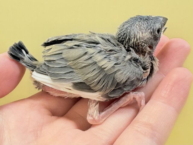 桜文鳥