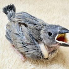 元気いっぱい！目指すはペンギンさん🐧桜文鳥(ヒナ)