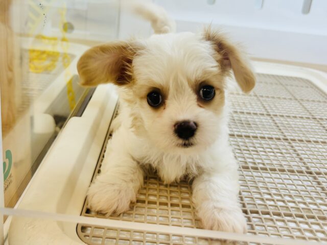 キャバション