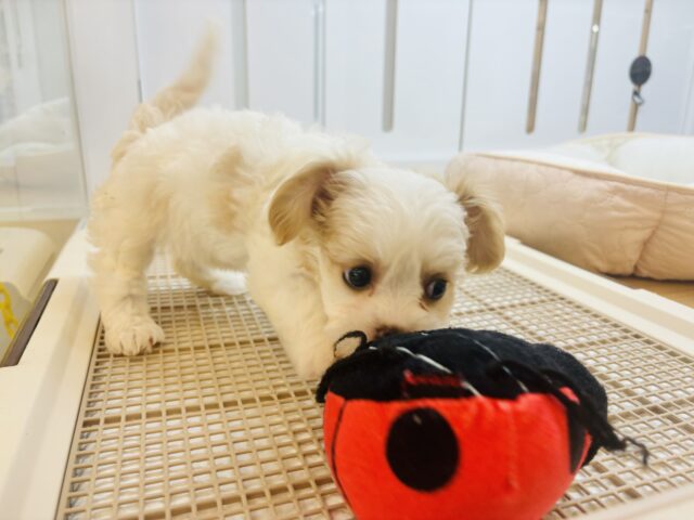 キャバション