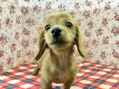 へなちょこ感満載⁉可愛いダックス入舎だよ♪ ミニチュアダックス