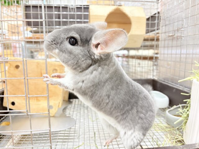 チンチラ