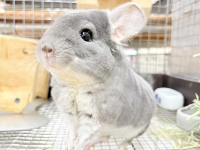 チンチラ