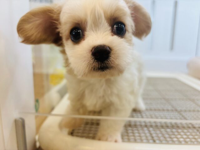 キャバション