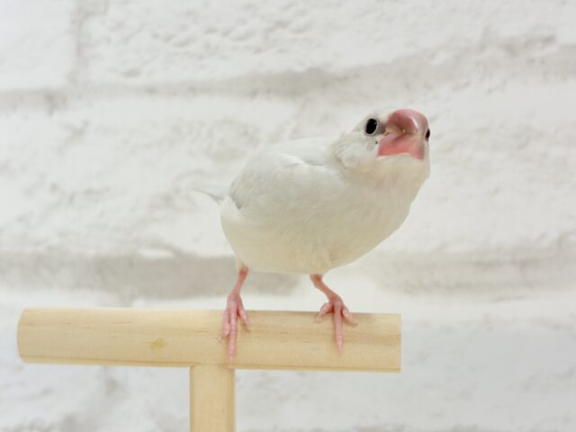 【最新画像更新🪄ひとり餌になりました☆】おめめきらきらワクワクさん🌍✨シルバー文鳥 ヒナ シルバー文鳥