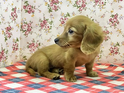 へなちょこ感満載⁉可愛いダックス入舎だよ♪ ミニチュアダックス