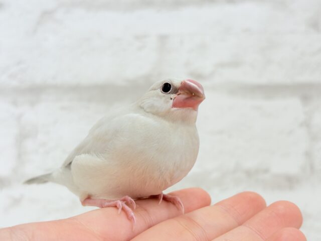 【最新画像更新🪄ひとり餌になりました☆】おめめきらきらワクワクさん🌍✨シルバー文鳥 ヒナ シルバー文鳥