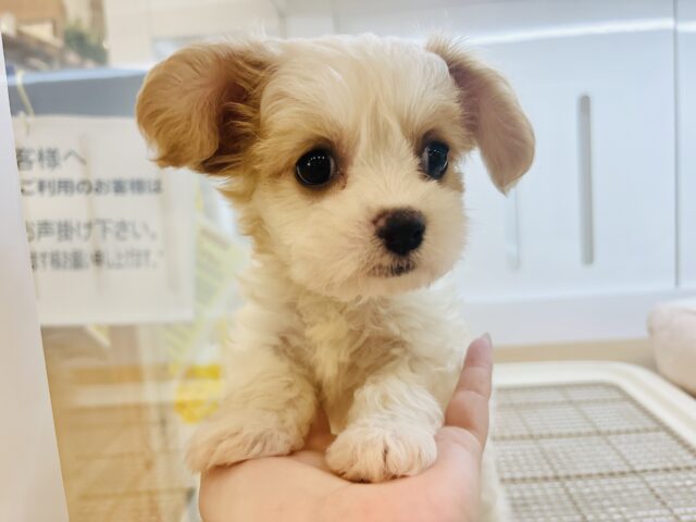 キャバション