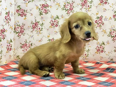 へなちょこ感満載⁉可愛いダックス入舎だよ♪ ミニチュアダックス