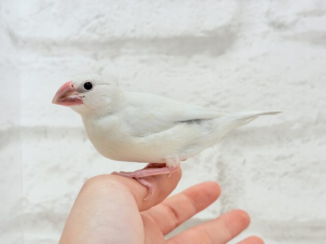 【最新画像更新🪄ひとり餌になりました☆】おめめきらきらワクワクさん🌍✨シルバー文鳥 ヒナ シルバー文鳥