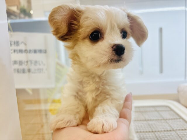 キャバション