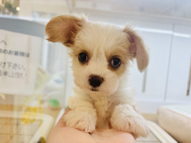 キャバション