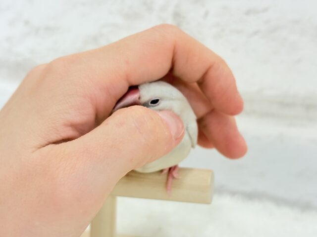 【最新画像更新🪄ひとり餌になりました☆】おめめきらきらワクワクさん🌍✨シルバー文鳥 ヒナ シルバー文鳥