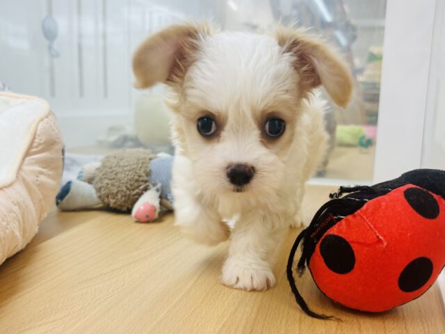 キャバション