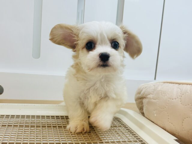 キャバション
