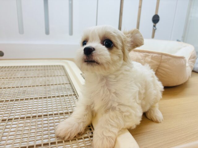 キャバション
