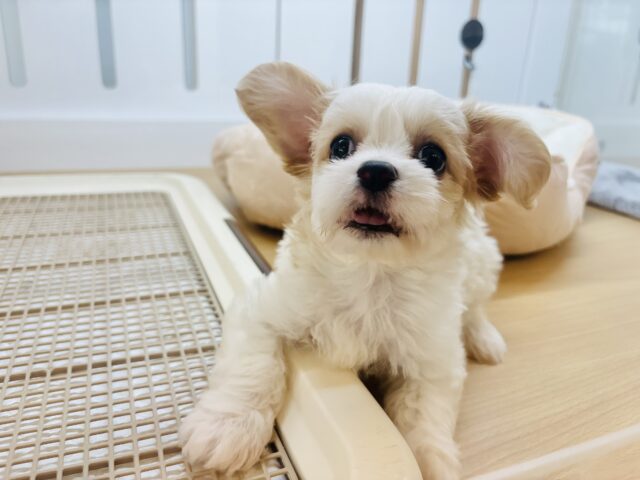 キャバション