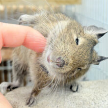 【最新画像更新🪄】わんぱく坊主🐭🌿デグー(ノーマル) 男の子