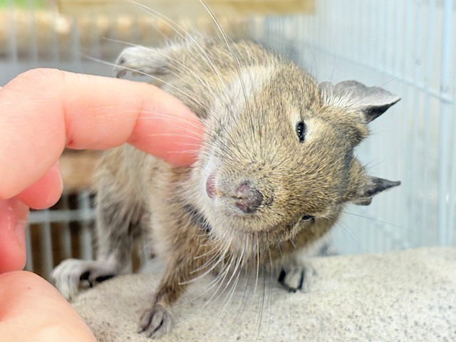 【最新画像更新🪄】わんぱく坊主🐭🌿デグー(ノーマル) 男の子