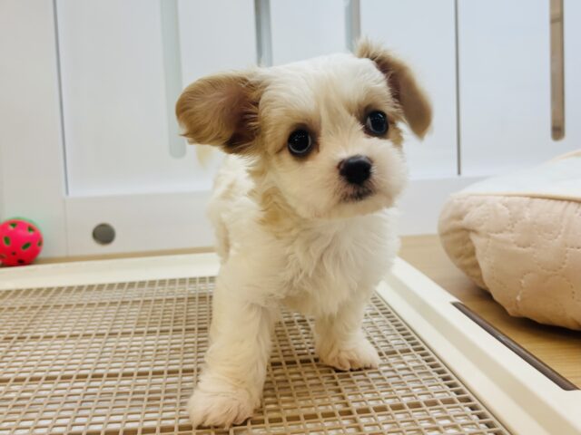 キャバション
