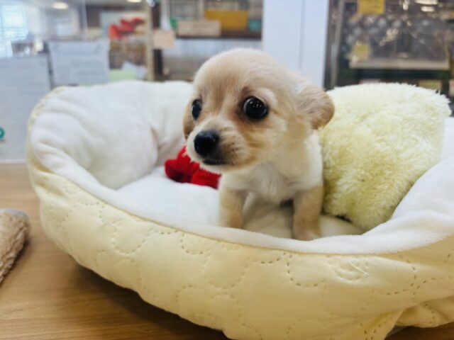 チワックス