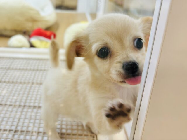 チワックス