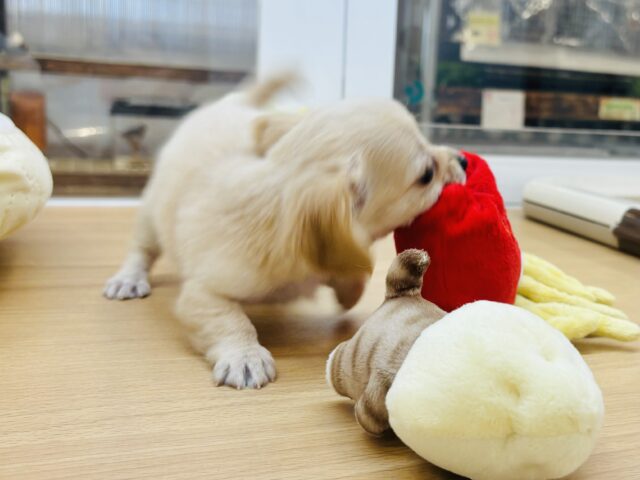 チワックス