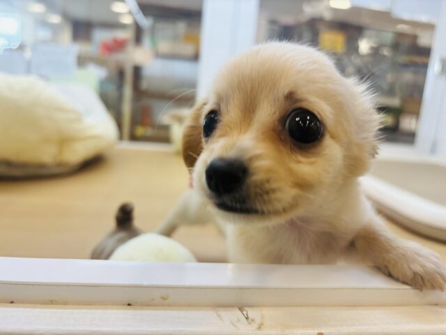チワックス