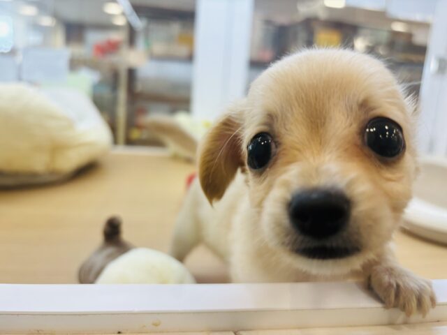 チワックス