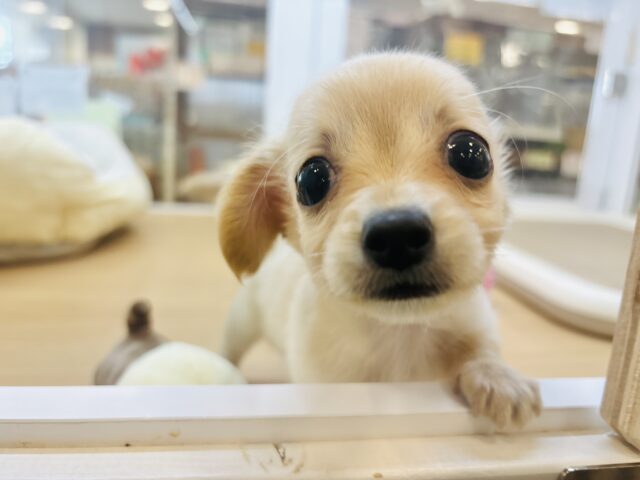 チワックス