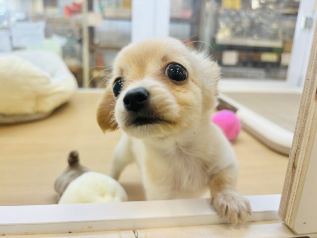 チワックス